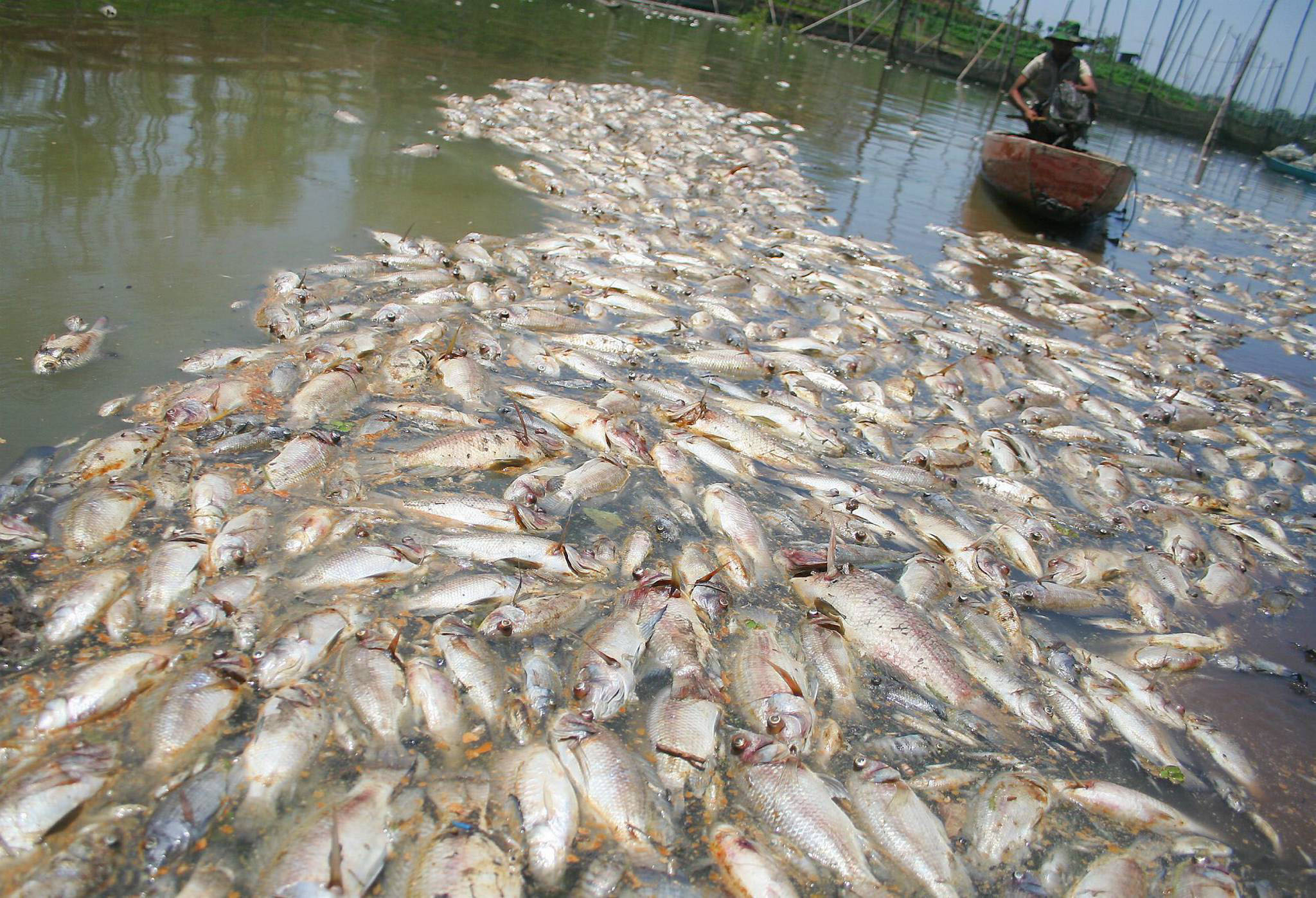 MALANG, 24/9 - TERCEMAR. Seorang nelayan membuang ikan nila yang mati di tambak jaring sekat miliknya di Waduk Karangkates, desa Sukowilangun, Kalipare, Malang,. Jawa Timur, Rabu (24/9). Kematian ribuan ikan budidaya yang membuat nelayan di kawasan itu rugi hingga ratusan juta rupiah tersebut diduga akibat menurunnya kadar oksigen dalam air karena tercemar limbah pabrik. Foto ANTARA/Ari Bowo Sucipto/Koz/pd/08.