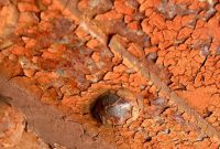 rust-165058_640
