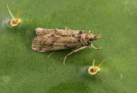 cactoblastis_cactorum_moth_female
