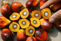 kelapa-sawit
