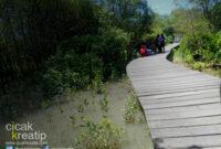 hutan mangrove surabaya1