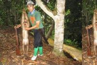 setelah-mahasiswi-pemakan-kucing-muncul-pemuda-penyantap-monyet-GwZoSy92L3