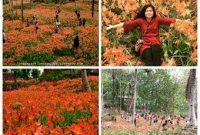 miris-taman-bunga-amarillys-yang-indah-di-pathuk-gunung-kidul-itu-rusak-di-injak-alay-er-02-pertamax7-com-1