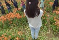 miris-taman-bunga-amarillys-yang-indah-di-pathuk-gunung-kidul-itu-rusak-di-injak-alay-er-03-pertamax7-com