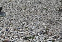 banyak ikan mati di pantai ancol