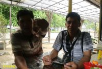 bakso-koni-surabaya-cicak-kreatip-com-1