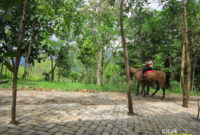 hutan-kota-trenggalek-cicak-kreatip-com-11