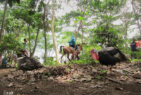 hutan-kota-trenggalek-cicak-kreatip-com-4