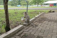 Taman_Nasional_Baluran_8