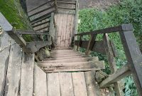 hutan_djawatan_banyuwangi_cicak_kreatip_com_3 hutan_djawatan_banyuwangi_cicak_kreatip_com_3