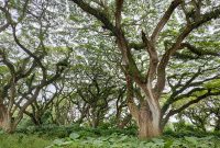 hutan_djawatan_banyuwangi_cicak_kreatip_com_6 (2) x 1002 hutan_djawatan_banyuwangi_cicak_kreatip_com_6 (2) x 1002