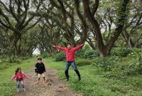 hutan_djawatan_banyuwangi_cicak_kreatip_com_6 (2) x 1003 hutan_djawatan_banyuwangi_cicak_kreatip_com_6 (2) x 1003