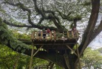 hutan_djawatan_banyuwangi_cicak_kreatip_com_6 (2) x 1006 hutan_djawatan_banyuwangi_cicak_kreatip_com_6 (2) x 1006