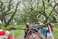hutan_djawatan_banyuwangi_cicak_kreatip_com_6 (2) x 1007 hutan_djawatan_banyuwangi_cicak_kreatip_com_6 (2) x 1007