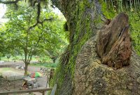 hutan_djawatan_banyuwangi_cicak_kreatip_com_6 (2) x 1008 hutan_djawatan_banyuwangi_cicak_kreatip_com_6 (2) x 1008