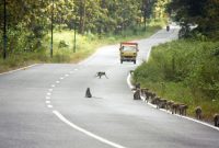 alas baluran